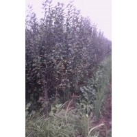 哪里可以買到花椒苗？山西花椒苗基地