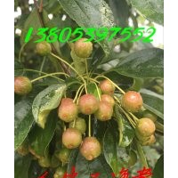 萬(wàn)畝海棠種植基地