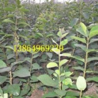 供流蘇苗，臨沂流蘇苗的嫁接技術(shù)