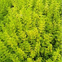 青州苗木金葉女貞