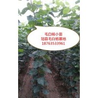 出售毛白楊小苗，冠縣毛白楊