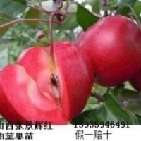 蘋果苗梨樹苗桃樹苗