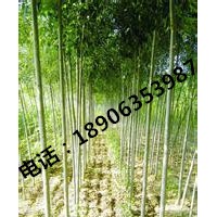 河北10公分速生柳價格/速生柳價格