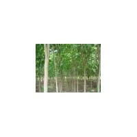 常年供應(yīng)：紫玉蘭，紅豆杉，楓香，無患子，杜仲，紅葉石楠等等。