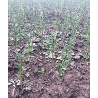 供應(yīng)小苗【種子】各種原生態(tài)小苗