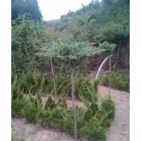 銷售，龍柏，高接地龍