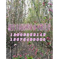 泰安西府海棠苗木廠家