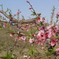 供應(yīng)山桃、山杏