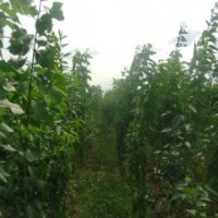 3公分絲綿木小苗特價(jià)批發(fā)