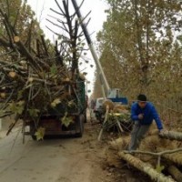 12—15公分工程綠化苗木法桐