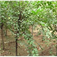 供應(yīng)榆葉梅，叢生榆葉梅，獨(dú)桿榆葉梅