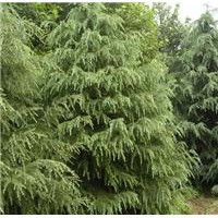 大量供應塔松，塔柏，塔檜，檜柏，蜀檜，松樹，河南檜