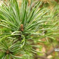 山東泰安五針?biāo)膳l(fā)價格