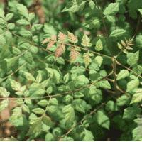 長(zhǎng)期大量供應(yīng) 欒樹(shù)苗 南欒 北欒 工程苗 綠化苗