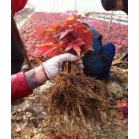 大量出售美國紅楓、紅點紅楓、紅冠紅楓小苗