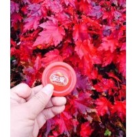 出售美國紅楓、紅點紅楓、紅冠紅楓小苗