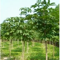 大量供應(yīng)七葉樹(shù)（娑羅樹(shù)）、 核桃樹(shù)、皂角樹(shù)