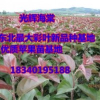 長年供應(yīng)光輝海棠苗（低價光輝海棠苗）