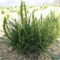 美國藍(lán)衫、大阪松、黑松、油松、濕地松、圣誕樹、紅葉石楠球、大