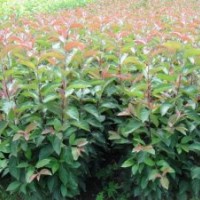 供應(yīng)海棠，紫葉李，牡丹