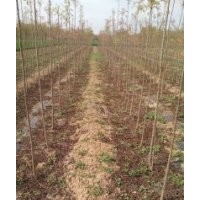 哪兒有賣北欒北欒樹北欒苗