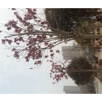 大量供應(yīng)各規(guī)格紅黃白紫廣玉蘭