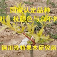 絲綿木新品種；金枝玉葉絲綿木