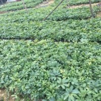 供應(yīng)綠化小苗鴨腳木