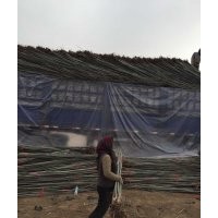 長(zhǎng)青苗木合作社