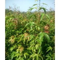 綠化苗，造林苗