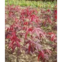 供應(yīng)日本紅楓苗