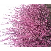 長期出售馬連（1000萬）金娃娃 大花萱草 各種鳶尾 玉簪 石竹 八