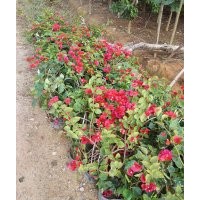 哪里有三角梅賣