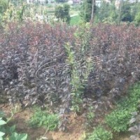 日本晚櫻花苗盆景櫻花樹苗紅葉櫻花苗盆栽植物櫻花苗