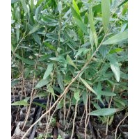 浙江溫州相思樹樹苗批發(fā)，高品質(zhì)臺灣相思樹幼苗出售銷售，種植基