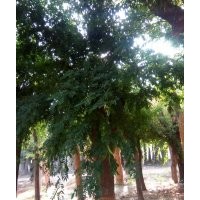 速生國槐規(guī)格 2公分--80公分