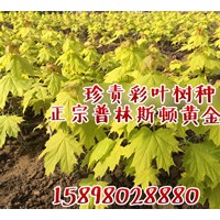 普林斯頓黃金楓杯苗，接穗