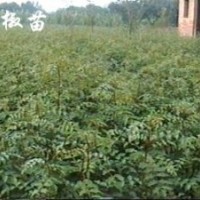 花椒苗【大紅袍】蓮翹苗