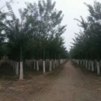 15到30發(fā)冒國槐出售