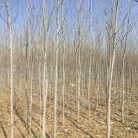 出售雄性毛白楊樹苗窄冠一號樹苗2～8公分大量有貨