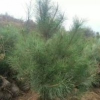 低價專供：白皮松,油松，華山松，樟子松（營養(yǎng)杯小苗）