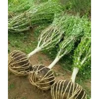 低價供應：獨桿木槿，叢生木槿，叢生紫荊