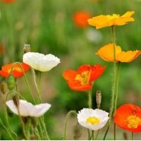 草花、山一草花種植基地、草花行情