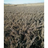 專(zhuān)供沙地柏