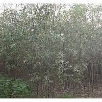 垂柳/速生柳/金絲柳/國槐