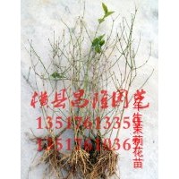 供應(yīng)山東濰坊茉莉花苗 自產(chǎn)自銷茉莉花苗