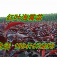 70高王族海棠苗