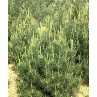 1米白皮松價(jià)格