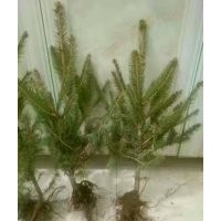 供應(yīng)云杉小苗，2一2，2一3，量大