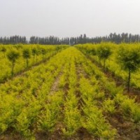 金葉榆苗價(jià)格